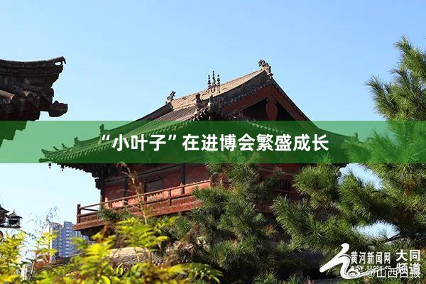 “小叶子”在进博会繁盛成长